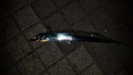 太刀魚釣れてます♪