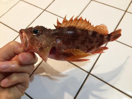 チビ太刀魚