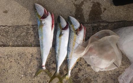 美良島、ヒラマサ聖地で爆釣狙う