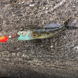 カワハギさんいないので、根魚釣り