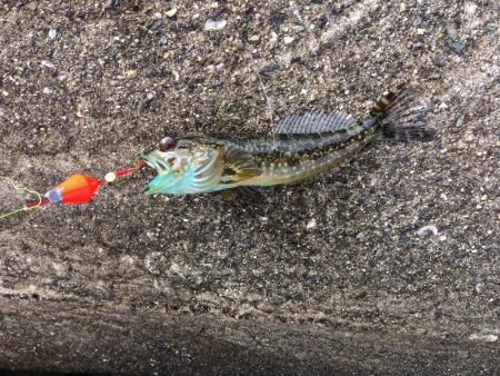 カワハギさんいないので、根魚釣り