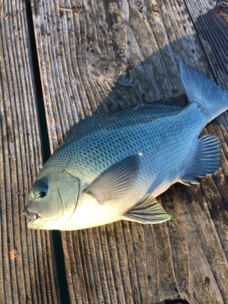 筏フカセ釣り