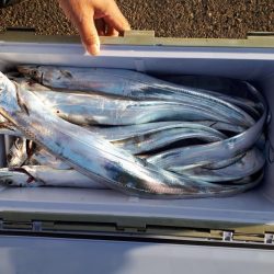 釣り船くわだ 釣果