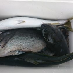 しば渡船 釣果