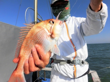 鯛紅丸 釣果