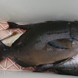 しば渡船 釣果