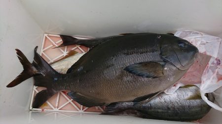 しば渡船 釣果