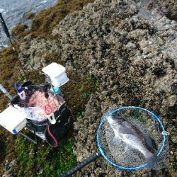 尾鷲でグレ釣り