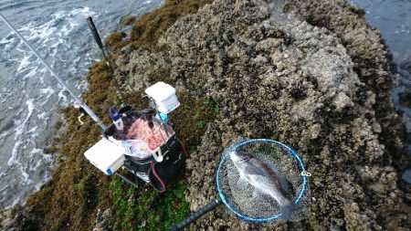 尾鷲でグレ釣り