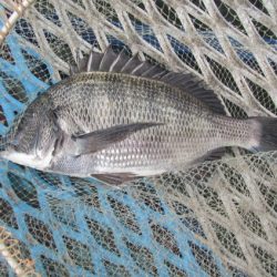 オリジナルメーカー海づり公園(市原市海づり施設) 釣果