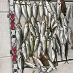 秀丸 釣果