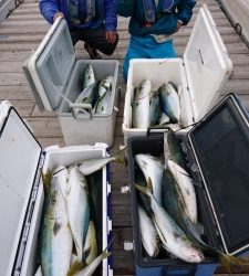 秀丸 釣果