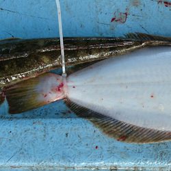 明神釣船 釣果