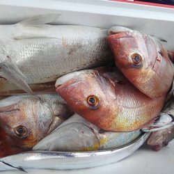 遊漁船 新鋭丸 釣果