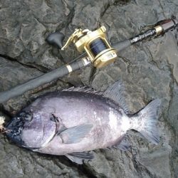 しば渡船 釣果