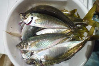 松福丸 釣果