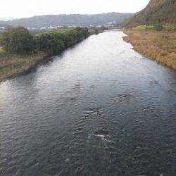 狩野川（狩野川漁業協同組合） 釣果