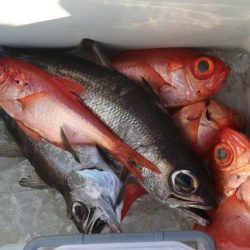 へいみつ丸 釣果