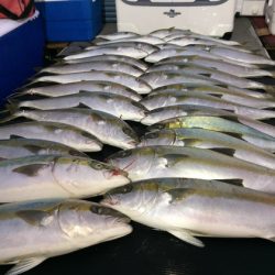 幸風（さちかぜ） 釣果