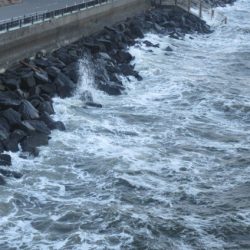 オリジナルメーカー海づり公園(市原市海づり施設) 釣果