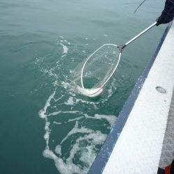 浅間丸 釣果