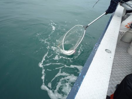 浅間丸 釣果