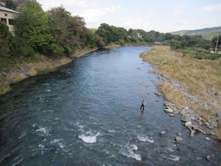 狩野川（狩野川漁業協同組合） 釣果