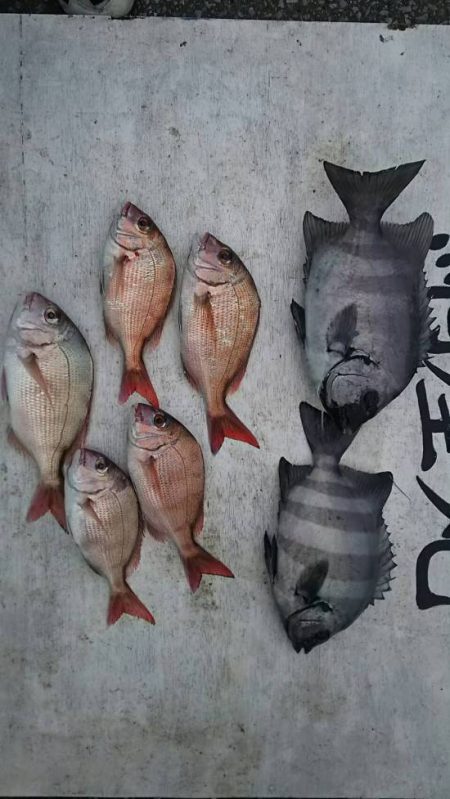 網屋丸 釣果