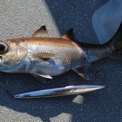 へいみつ丸 釣果