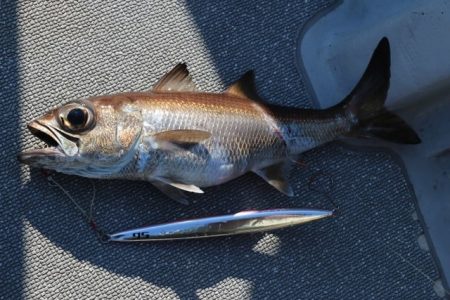 へいみつ丸 釣果