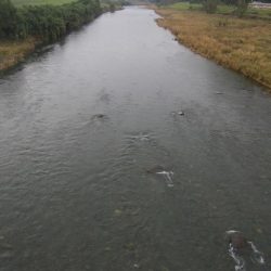 狩野川（狩野川漁業協同組合） 釣果