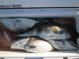 なかくに丸 釣果