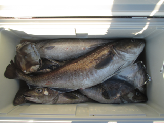 なかくに丸 釣果