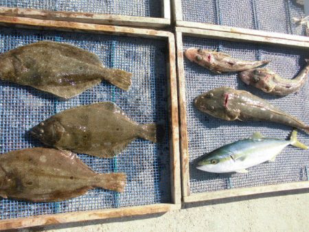 大進丸（愛知） 釣果