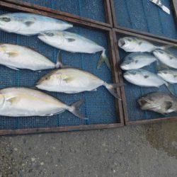 大進丸（愛知） 釣果