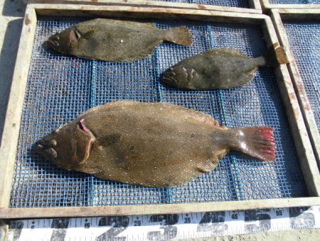 大進丸（愛知） 釣果