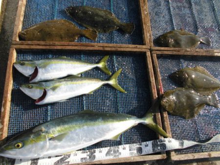 大進丸（愛知） 釣果