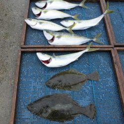 大進丸（愛知） 釣果