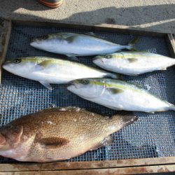 大進丸（愛知） 釣果