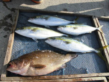 大進丸（愛知） 釣果