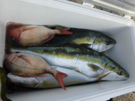 大進丸（愛知） 釣果