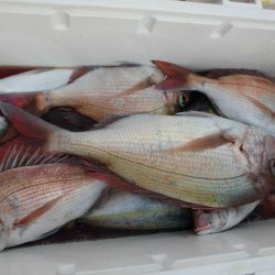 大進丸（愛知） 釣果