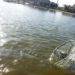 浜名湖フィッシングリゾート 釣果