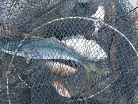 こかわ渡船　雅丸 釣果