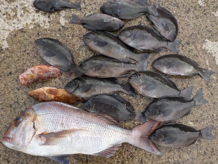 千鳥丸 釣果