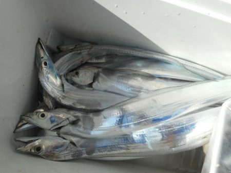 大進丸（愛知） 釣果