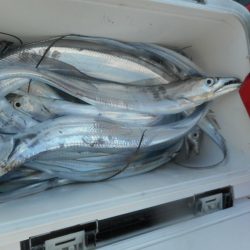 大進丸（愛知） 釣果