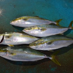 アジアマリンサービス 釣果