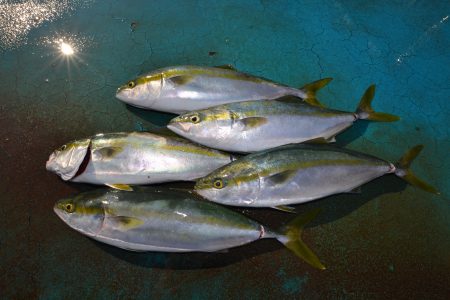 アジアマリンサービス 釣果