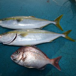 アジアマリンサービス 釣果